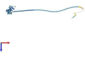AlphaFold protein structure predicition of Human Recombinant SWAP70 Protein, UniprotID Q9UH65