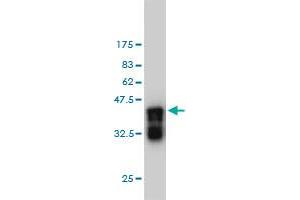 Western Blot detection against Immunogen (36.