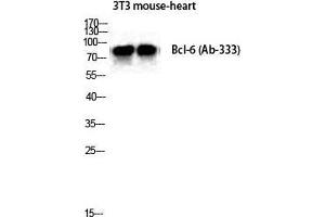 Western Blot (WB) analysis of Mouse Heart NIH-3T3 cells using Bcl-6 Polyclonal Antibody.