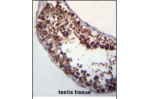 POMT1 Antibody (C-term) (ABIN656314 and ABIN2845617) immunohistochemistry analysis in formalin fixed and paraffin embedded human testis tissue followed by peroxidase conjugation of the secondary antibody and DAB staining.