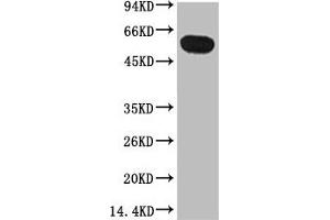 Western blot analysis of Zebrafish skeletal muscle, diluted at 1:5000. (TUBB1 anticorps)