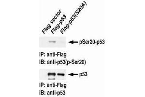 Western Blotting (WB) image for anti-Tumor Protein P53 (TP53) (pSer20) antibody (ABIN1449251) (p53 anticorps  (pSer20))