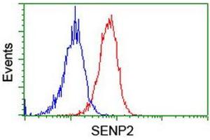 Image no. 12 for anti-SUMO1/sentrin/SMT3 Specific Peptidase 2 (SENP2) (AA 139-523) antibody (ABIN1490925) (SENP2 anticorps  (AA 139-523))