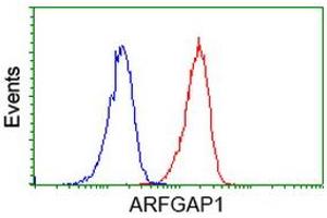 Image no. 3 for anti-ADP-Ribosylation Factor GTPase Activating Protein 1 (ARFGAP1) antibody (ABIN1496682) (ARFGAP1 anticorps)