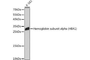 Western blot analysis of extracts of K-562 cells, using Hemoglobin subunit alpha (Hemoglobin subunit alpha (HB)) antibody (4551) at 1:3000 dilution. (HBA1 anticorps  (AA 1-100))
