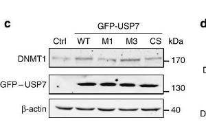 USP7-DNMT1 interaction is required for USP7-mediated stabilization of DNMT1. (DNMT1 anticorps  (AA 1-270))