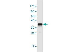 Western Blot detection against Immunogen (37.