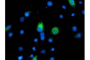 Anti-ILVBL mouse monoclonal antibody (ABIN2454703) immunofluorescent staining of COS7 cells transiently transfected by pCMV6-ENTRY ILVBL (RC203987). (ILVBL anticorps)