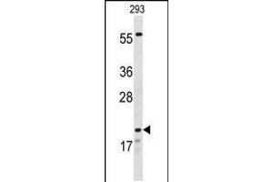 Western blot analysis of CLDN8 Antibody in 293 cell line lysates (35ug/lane) (CLDN8 anticorps  (AA 140-166))