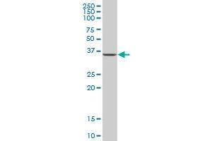 C1orf80 MaxPab polyclonal antibody. (AIDA anticorps  (AA 1-306))