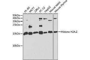 Western blot analysis of extracts of various cell lines, using H2AFZ antibody (ABIN6132046, ABIN6141573, ABIN6141575 and ABIN6222303) at 1:1000 dilution.