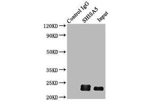 Immunoprecipitating SHISA5 in HepG2 whole cell lysate Lane 1: Rabbit control IgG (1 μg) instead of ABIN7166112 in HepG2 whole cell lysate. (SHISA5 anticorps  (AA 56-137))