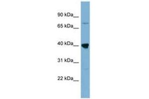 Image no. 1 for anti-WD Repeat Domain 55 (WDR55) (AA 179-228) antibody (ABIN6742102) (WDR55 anticorps  (AA 179-228))