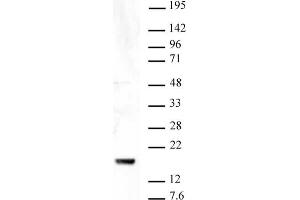 Histone H3 trimethyl Lys9 antibody tested by Western blot. (Histone 3 anticorps  (H3K9me3))