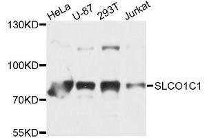 Western blot analysis of extracts of various cell lines, using SLCO1C1 antibody (ABIN5996224) at 1/1000 dilution. (SLCO1C1 anticorps)