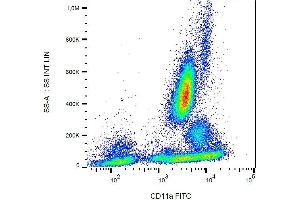 Surface staining of human peripheral blood cells with anti-human CD11a (MEM-25) FITC.