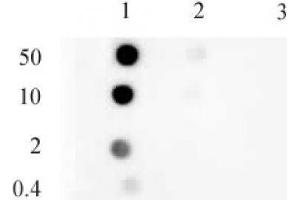 Histone H3 monomethyl Lys9 mAb tested by dot blot analysis. (Histone 3 anticorps  (H3K9me))