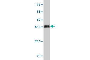 Western Blot detection against Immunogen (38.