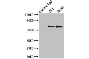 Immunoprecipitating GPI in Hela whole cell lysate Lane 1: Rabbit control IgG (1 μg) instead of ABIN7153928 in Hela whole cell lysate. (GPI anticorps  (AA 2-554))