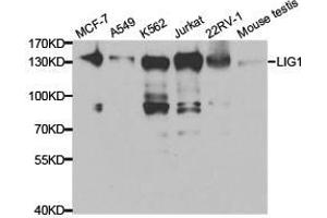 Western Blotting (WB) image for anti-Ligase I, DNA, ATP-Dependent (LIG1) antibody (ABIN1873545) (LIG1 anticorps)