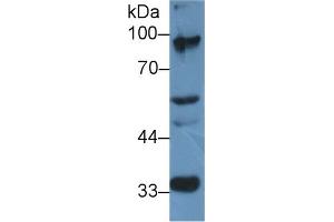 Western Blot; Sample: Mouse Cerebrum lysate; Primary Ab: 2µg/ml Rabbit Anti-Rat ELOA Antibody Second Ab: 0. (TCEB3 anticorps  (AA 200-344))