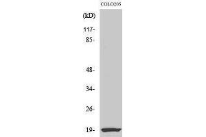 Western Blotting (WB) image for anti-Nuclear Cap Binding Protein Subunit 2 (NCBP2) (N-Term) antibody (ABIN3174213) (NCBP2 anticorps  (N-Term))