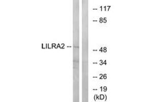 Western blot analysis of extracts from HepG2 cells, using LILRA2 Antibody. (LILRA2 anticorps  (AA 50-99))
