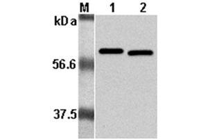 anti-Listeria Monocytogenes, P60 antibody