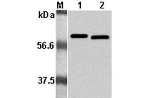 Western Blot analysis using anti-Listeria monocytogenes, mAb (P6017)  at 1:5000 dilution. (Listeria Monocytogenes, P60 anticorps)