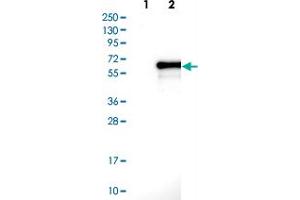 Western blot analysis of Lane 1: Negative control (vector only transfected HEK293T lysate). (EMID1 anticorps)