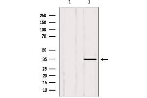 Western blot analysis of extracts from 293, using LDHB antibody. (LDHB anticorps  (N-Term))