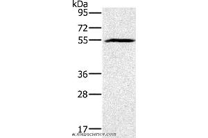 Western blot analysis of Mouse heart tissue, using BMP6 Polyclonal Antibody at dilution of 1:500 (BMP6 anticorps)