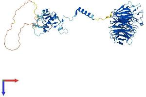 AlphaFold protein structure predicition of Mouse Recombinant Cdc40 Protein, UniprotID Q9DC48