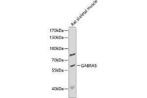 Western blot analysis of extracts of rat skeletal muscle, using G antibody (ABIN6131681, ABIN6140909, ABIN6140911 and ABIN6218179) at 1:1000 dilution. (GABRA5 anticorps  (AA 32-259))