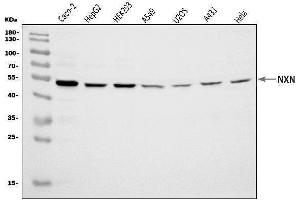 Western blot analysis of NXN/NRX using anti-NXN/NRX antibody (ABIN7600416).