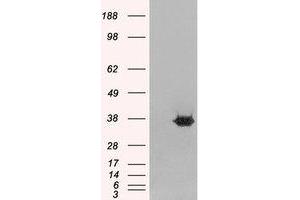 Image no. 1 for anti-Mortality Factor 4 Like 2 (MORF4L2) (AA 2-15) antibody (ABIN299475) (MORF4L2 anticorps  (AA 2-15))