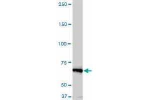 Western Blotting (WB) image for anti-NIMA (Never In Mitosis Gene A)-Related Kinase 11 (NEK11) (AA 1-483) antibody (ABIN599307) (NEK11 anticorps  (AA 1-483))