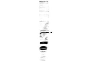 Western blot analysis is shown using  Affinity Purified anti-Swi6 antibody to detect endogenous protein present in S. (Swi6 (AA 314-328) anticorps)