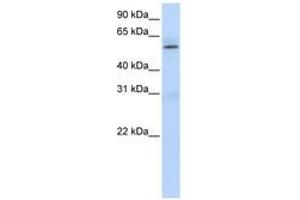 Image no. 1 for anti-Protein Arginine Methyltransferase 3 (PRMT3) (AA 432-481) antibody (ABIN6740658) (PRMT3 anticorps  (AA 432-481))