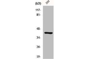 Western Blot analysis of 293 cells using Ethanolamine kinase 2 Polyclonal Antibody (Ethanolamine Kinase 2 anticorps  (Internal Region))