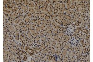 ABIN6279282 at 1/100 staining Mouse kidney tissue by IHC-P. (CDR1 anticorps  (N-Term))