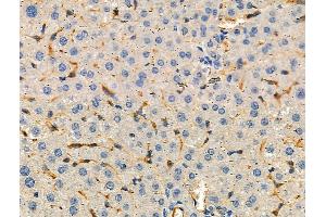 ABIN6259757 and ABIN6276478 at 1/100 staining Mouse liver tissue by IHC-P. (ACTR3 anticorps  (C-Term))