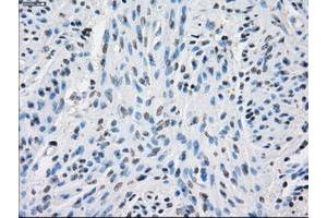 Image no. 9 for anti-Protein Phosphatase 5, Catalytic Subunit (PPP5C) antibody (ABIN1500390)