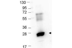 Western Blot showing detection of recombinant GST protein (0. (GST anticorps  (HRP))