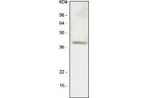 Western blot analysis A549 (lung carcinoma) cell lysate was resolved by SDS-PAGE, transferred to PVDF membrane and probed with anti-human LYVE-1 antibody (1:500). (LYVE1 anticorps  (AA 25-235))