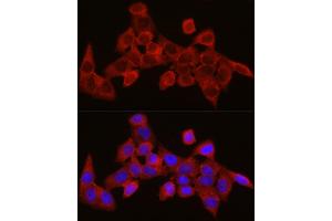 Immunofluorescence analysis of HeLa cells using SEC61 Rabbit pAb (1614) at dilution of 1:350 (40x lens). (SEC61A1 anticorps  (AA 310-420))