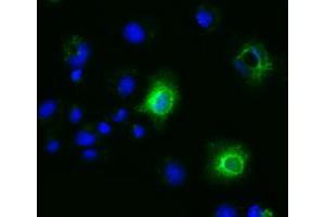 Anti-EFNA2 mouse monoclonal antibody (ABIN2452972) immunofluorescent staining of COS7 cells transiently transfected by pCMV6-ENTRY EFNA2 (RC213728). (Ephrin A2 anticorps)