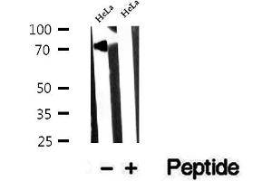 Western blot analysis of extracts of HeLa cells, using NUFIP1 antibody. (NUFIP1 anticorps  (Internal Region))