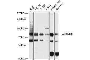 Western blot analysis of extracts of various cell lines, using  antibody (ABIN6132167, ABIN6136531, ABIN6136532 and ABIN6225029) at 1:1000 dilution. (ADAM28 anticorps  (AA 199-440))