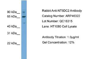 WB Suggested Anti-NT5DC2  Antibody Titration: 0. (NT5DC2 anticorps  (N-Term))